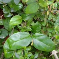Jasminum coarctatum var. coarctatum Roxb.